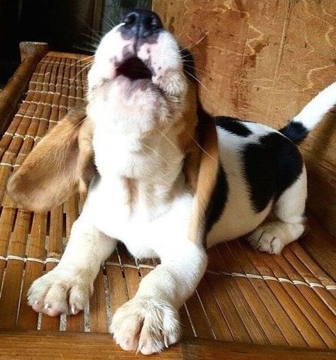 Pocket Beagle, Positive Dog Training, Cute Beagles, Puppy Photos, Beagle Puppy, Beagle Dog, Puppy Care, Hound Dog, Scottish Terrier