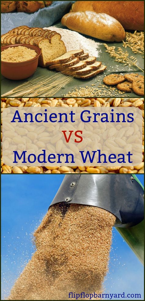 Ancient Grains VS Modern Wheat. What's the difference and why does it matter? Food Preparedness, Natural Paths, Alaska Homestead, Grain Bread, Ancient Grains, Best Keto Diet, Artisan Bread, Grow Your Own Food, Keto Diet Plan