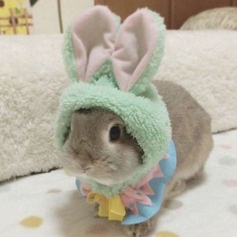 Coquette Animals, Bunny Fashion, Gamer Girls, Cute Bunny Pictures, Bun Bun, Baby Animals Pictures, Bunny Pictures, Pet Bunny