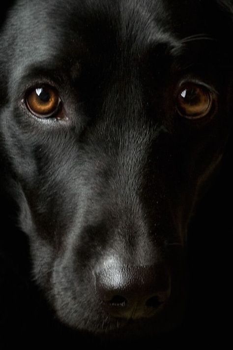 Labrador Noir, Regard Animal, Pampered Pooch, Dog Photograph, Black Labs, Dog Eyes, Black Labrador, Black Lab, Retriever Dog