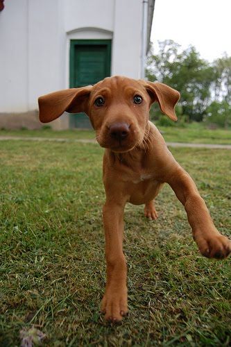 Labralas (Labrador Retriever x Vizsla) Cute Puppy Pictures, Love My Dog, Vizsla Puppies, Weimaraner, Puppy Pictures, Basset Hound, Baby Dogs, Happy Thoughts, Shiba Inu