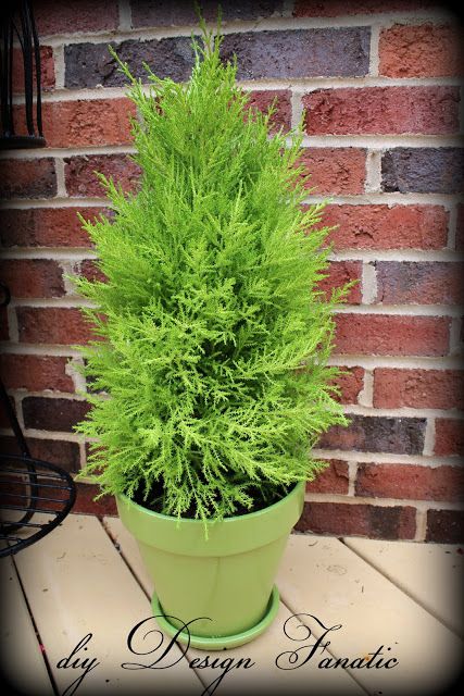 Lemon Cypress Tree, Evergreen Potted Plants, Art Creative Ideas, Lemon Cypress, Front Porch Plants, Porch Plants, Cypress Trees, Love Garden, Lawn And Garden