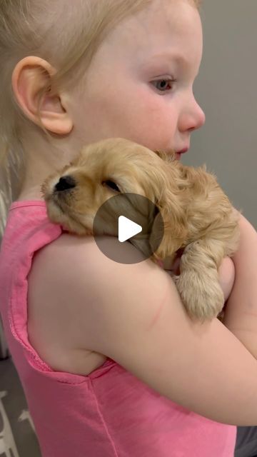 Designer Mountain Mutts on Instagram: "Love watching these little ones together ❤️🐶❤️

#together #littleones #tinybabies #babies #puppy #cavachon #cavachonpuppy #snuggles #puppycuddles #cuties" Cavachon Puppies, Puppy Cuddles, Puppies, On Instagram, Instagram, Design