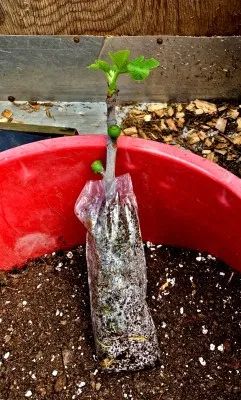 Fig Bush, Fig Tree Plant, Fig Varieties, Fruit Tree Garden, Garden Decor Projects, Veg Garden, Potted Trees, Variety Of Fruits, Creative Gardening