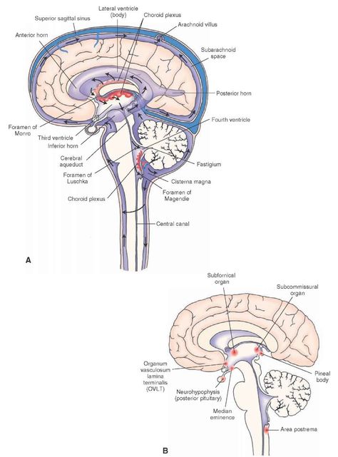 Choroid Plexus, Anatomy Of The Brain, Brain And Spinal Cord, Brain Parts, Brain Models, Basal Ganglia, Intracranial Pressure, Gross Anatomy, Craniosacral Therapy