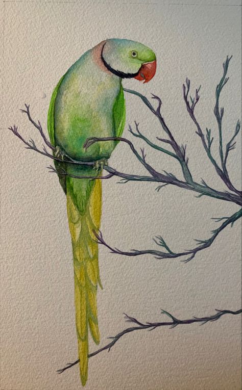 Green Bird Drawing, Green Bird Aesthetic, Parotts Bird Drawing, Green Parrot Drawing, Green Parrot Painting, Parrot Art Painting, Parrots Drawing, Watercolor Parrot Painting, Parrot Watercolor