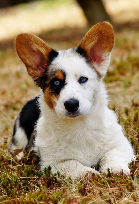 Hagaren Cardigan Welsh Corgis | "Breeder of Magical Creatures." Mini Corgi, Corgi Puppies, Dogs Breeds, About Dogs, Corgi Puppy, Pembroke Welsh Corgi, Sweet Dogs, Corgi Dog, Welsh Corgi