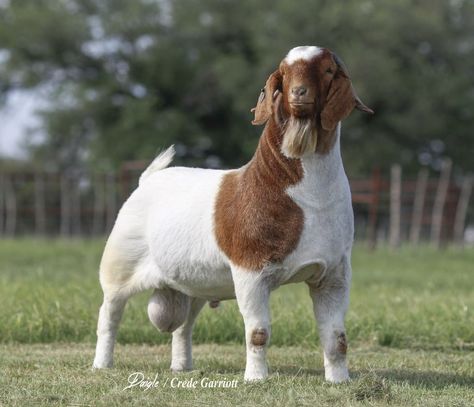 Boar Goats, Goat Images, Goat Ideas, Goat Paintings, Show Goats, Female Goat, Boer Goats, Cattle Farming, Animal Science