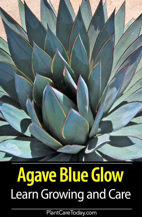 Agave Blue Glow is a small, slow growing Agave reaching a height of two feet and a spread of two or three feet, dense rosette formation, leaves are dusty blue green with red edges in color. [DETAILS] Planting Agave Plants, Blue Glow Agave Landscape, Agave Plant Landscaping, Blue Glow Agave, Hostas Plants, Agave Blue Glow, Blue Agave Plant, Cactus Gardens, Low Water Gardening