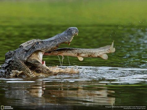 Crocodile eating a fish... Myakka River State Park, Nile Crocodile, Regnul Animal, American Alligator, Perfectly Timed Photos, Amazing Nature Photos, Photography Contests, Perfect Timing, Crocodiles