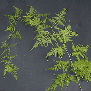 Fern - Plumosa Plumosa Fern, Calyx Flowers, Wholesale Flowers Wedding, Asparagus Fern, Corsage And Boutonniere, Flowers Petals, Herbaceous Perennials, Rose Rouge, Event Flowers