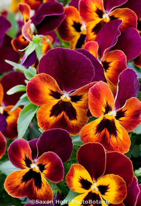 Pansies Flowers, Flower Care, Red And Yellow, The Grass, Exotic Flowers, Flower Beauty, Beautiful Blooms, Dream Garden, Flower Pictures