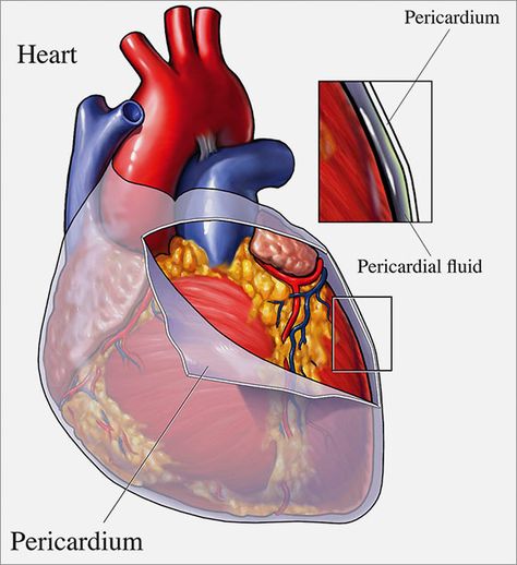 Duquesne University, Heart Anatomy, In The Hospital, Im Back, Last Post, I'm Back, I Know It, The Hospital, My Last