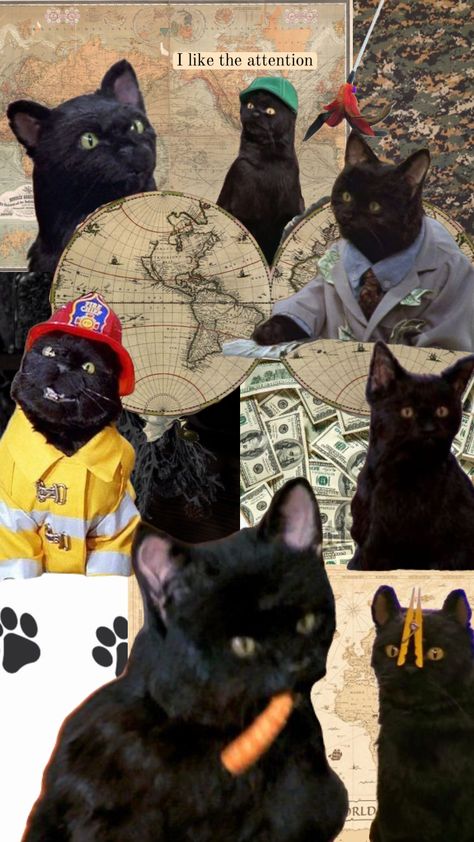 #aesthetic #cats #vintage #pinterest #salem #black #blackcat #worlddomination #sabrinatheteenagewitch #salemsabrina #sabrinatheteenagewitch #military #maps #witch Halloween Backrounds, Pinterest Shuffle, Salem Cat, Witch Wallpaper, Cat Obsession, Maneki Neko, Hippie Art, Cat Wallpaper, Crazy Cat Lady