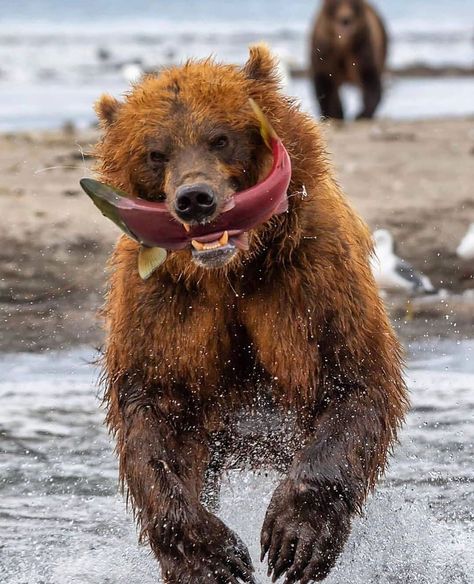 Kamchatka Peninsula, Photo Ours, Wild Animals Photos, Bear Hunting, Brown Bears, Bear Pictures, Nature Wildlife, Wildlife Nature, Cute Wild Animals