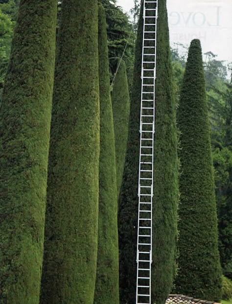 . Garden Topiary, Topiary Garden, Formal Gardens, A Ladder, Tree Trimming, Topiaries, Garden Landscape, Hedges, Landscape Architecture