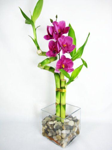 Lucky Bamboo Decor Glass Vase, Bamboo Arrangement, Orchid Decoration, Indoor Bamboo Plant, Indoor Bamboo, Plant Arrangement, Lucky Bamboo Plants, Wedding Favor Table, Glass Vase Decor