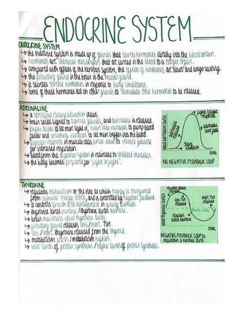 Biology Paper 2 Notes, Endocrine System Notes, Gcse Science Revision, Science Revision, Biology Revision, School Study Ideas, Study Biology, Gcse Revision, High School Advice