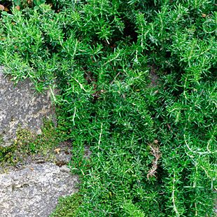 Rosmarinus officinalis 'Prostratus' A hardy, fast-growing evergreen shrub, creeping rosemary has a prostrate habit and attractive flowers and fragrance. Dark green leaves, to 2 inches long, are rich in aromatic oils and commonly used as a culinary herb. This plant is loved for its strong pinelike flavor and fragrance.  Ideal for a rock garden or the top of a dry wall. Makes an excellent groundcover. Care: Should be kept moist in well-drained soil and full sun. Creeping Rosemary, Plant Pallet, Creeping Plants, Mosquito Repelling, Rosemary Herb, Fast Growing Evergreens, Mosquito Repelling Plants, Ground Covers, Garden Shrubs