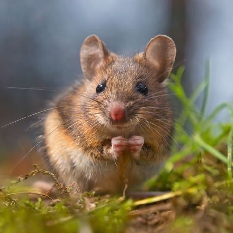 Wild Mouse, Getting Rid Of Mice, Mouse Photos, Mouse Pictures, Field Mouse, Mother Earth News, Mouse Rat, Download Image, Cute Mouse