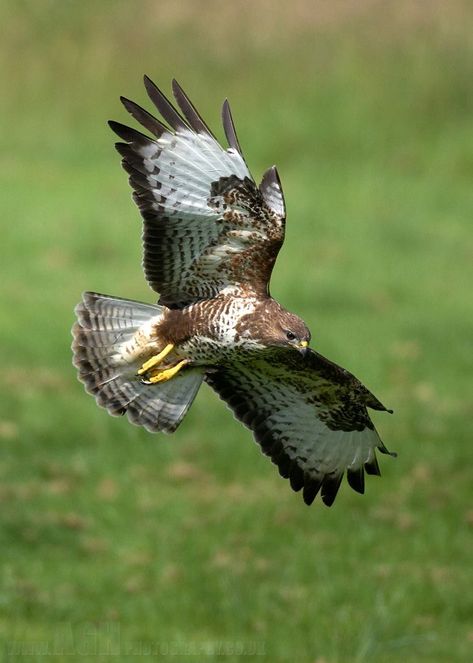 Common Buzzard, Buzzard, Wild Creatures, Windows Xp, Barn Owl, Bird Garden, Birds Of Prey, Bird Watching, Bird Feathers