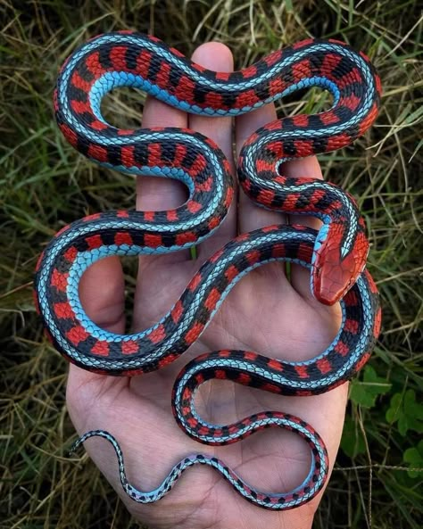 Pet Snakes, Cute Snakes, Danger Noodle, Garter Snake, Cool Snakes, Pretty Snakes, Colorful Snakes, Snake Drawing, Ball Pythons