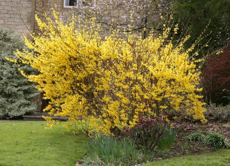 Forsythia With its branches smothered in vivid yellow flowers, this deciduous shrub is a really cheery sight on a shivery day in early spring. The flowers appear before the bright green leaves, covering the plant in a fine cloth of gold. Try it as part of a winter scheme, at the back of a border, where it can be seen from the house, or as an informal hedge. February to April Forsythia Bush, Purple Flowering Plants, Low Growing Shrubs, Small Yellow Flowers, Sun Perennials, Foundation Planting, Ground Cover Plants, Flowers Perennials, Types Of Soil