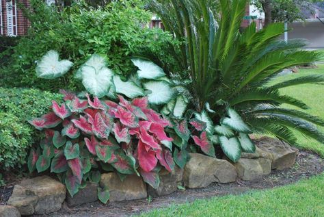 Caladium Garden, Shade Plants Container, Patio Landscape Design, Tiny Backyard, Florida Landscape, Porch Landscaping, Backyard Dreams, Florida Gardening, Front Garden Design