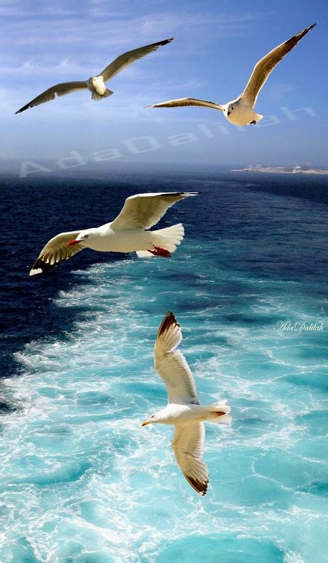 Sea Birds Flying, Ocean Life Photography, Sea Gulls, Seagulls Flying, Ocean Waves Painting, Coastal Birds, Falcons Football, Bird Photos, Coastal Painting