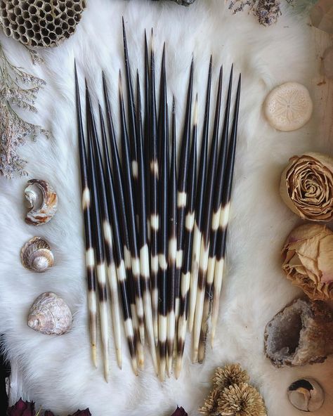 Just received these new ethically sourced African Porcupine quills today. I can’t wait to turn these into earrings for you guys!!! 🖤✨ Porcupine Quill Art, Porcupine Aesthetic, Villain Clothes, African Porcupine, Villain Clothing, Blackstone Fortress, Journal Drawings, Httyd Oc, Porcupine Quills