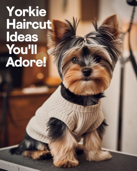 Looking for the cutest Yorkie puppy haircuts? Discover Yorkie haircuts that make your Yorkie Terrier look adorable and stylish! From the popular Yorkie Teddy Bear Cut to other trendy Yorkie hairstyles, find the perfect Yorkie puppy cut for your little buddy. Give your Yorkshire Terrier a look that’s both lovable and well-groomed! #gg  #pethealthcaretips #yorkiehaircut Yorkshire Terrier Hairstyles, Different Yorkie Haircuts, Yorkiepoo Haircut Styles, Biewer Yorkie Haircut, Yorkshire Terrier Haircuts, Morkie Haircut Hairstyles Teddy Bears, Yorkie Haircuts Female, Male Yorkie Hairstyles, Short Yorkie Haircut