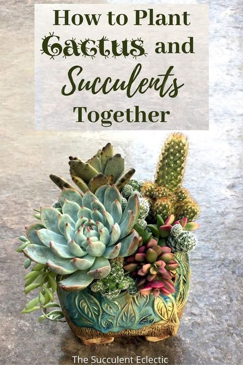 Learn step-by-step how to plant cacti and succulents together so both will thrive! This technique works to ensure that neither is the cactus over-watered nor is the succulent under-watered. You can use this to plant cactus and succulents together in a planter or in landscape. You can do this! :) Pin now, read later.  #Cactusandsucculents #succulents #cactusandsucculentarrangements #howtoplantsucculents #howtoplantcactus Propagate Succulents From Leaves, Cactus Arrangement, Plant Succulents, Paper Garden, Indoor Cactus, Succulent Garden Design, Driftwood Projects, Succulent Cuttings, Succulent Garden Diy