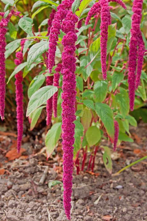 Amaranthus Flower, Colorful Arrangements, Color Leaves, Garden Harvest, Pink And Purple Flowers, Jade Plants, Flower Therapy, Language Of Flowers, Ornamental Plants