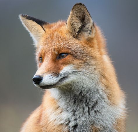 The Beauty of Wildlife Fox Portrait, Fox Images, Fox Pictures, Foxes Photography, Fox Painting, British Wildlife, Pet Fox, Fox Art, Cute Fox