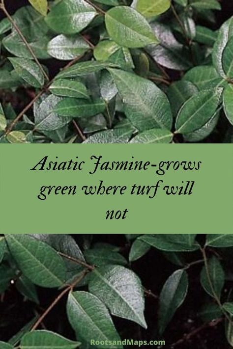 Jasmine Ground Cover, Asiatic Jasmine, Garden Archway, Jasmine Plant, Zone 7, Garden Quotes, Food Forest, Ground Cover Plants, Tree Care