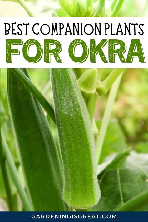 Okra Companion Planting, Companion Planting Layout, Cucumber Companion Plants, Growing Okra, Okra Plant, Best Companion Plants, Companion Planting Guide, Companion Planting Chart, Okra And Tomatoes