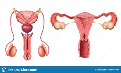 Male And Female Reproductive System, Health Icon, Female Reproductive System, Hand Drawn Vector Illustrations, Reproductive System, Female Anatomy, Female Human, Reproductive Health, Drawing Skills