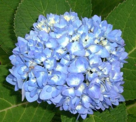 Pruning Endless Summer Hydrangeas, Summer Hydrangea, French Hydrangea, Hydrangea Landscaping, Types Of Hydrangeas, Big Leaf Hydrangea, Hydrangea Varieties, Smooth Hydrangea, Endless Summer Hydrangea