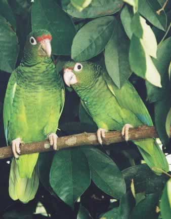 Puertorrican Parrot Puerto Rican Parrot, El Yunque National Forest, Puerto Rican Pride, African Grey, Bird Pictures, Puerto Rican, Endangered Species, Caribbean Islands, Wild Birds