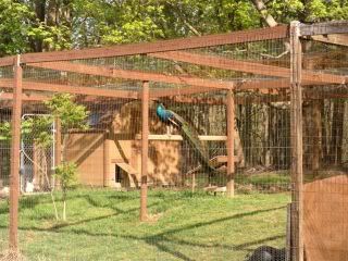 Peacock Coop Ideas, Peacock Shelter, Peafowl Enclosure, Peacock Enclosure, Raising Peacocks, Peacock Coop, Peacock Pen, Big Bird Cage, Build A Chicken Coop