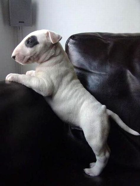 Little white bull terrier puppy with a black eye patch; cute as a button. English Bull Terrier Puppy, Ahal Teke, Top 10 Dog Breeds, Mini Bull Terriers, Bull Terrier Puppy, Nosara, English Bull Terriers, Terrier Puppy, Bull Terriers