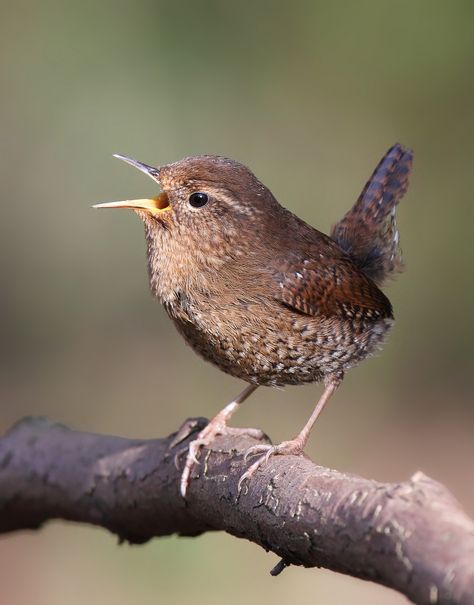 Pacific Wren | Flickr - Photo Sharing! - by Mike Baker Wren Tattoos, Winter Wren, British Birds, Bird Photos, Most Beautiful Birds, British Wildlife, Kinds Of Birds, Nature Birds, Backyard Birds