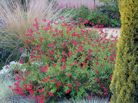 Bush: Salvia greggi. 1-2 ft. tall, 3 ft wide. Blooms spring-fall and attracts hummingbirds. Drought tolerant, leaves smell like sage, plant in full sun. It's not strictly a zone 5-7 plant, so put it in a warm location (like next to a house) and it should survive the winter. Cut growth in winter or spring. Texas Sage Bush Landscape, Mexican Bush Sage Landscaping, Scarlet Sage Plant, Rockin Fuschia Salvia, Meadow Sage Salvia, Salvia Greggii, Autumn Sage, Sage Pink, Texas Plants