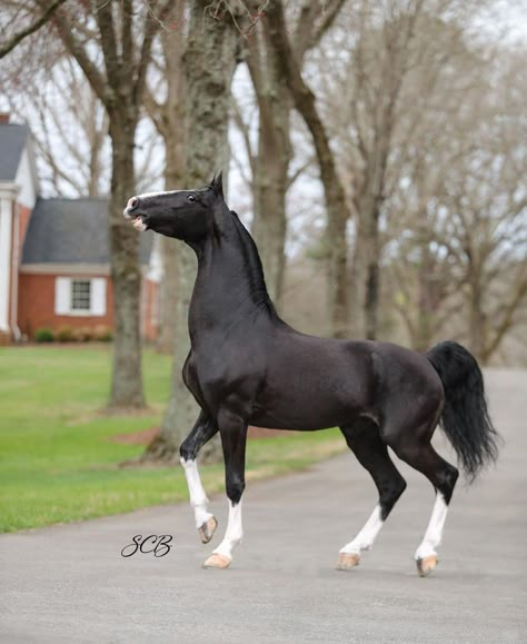 Horse Full Body Photo, Horse Looking Up, Horse Poses Reference, Westphalian Horse, Horse Laying Down, Horses Playing, Horse Poses, Standardbred Horse, American Saddlebred Horses