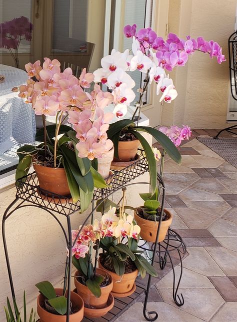 Potted Orchid, Orchid Wall Garden, Orchid Setup, Orchid Collection, Pink Orchids Aesthetic, Pink Orchids Wallpaper, Orchid Glass Pot, Diy Garden Fountains, Istoria Artei