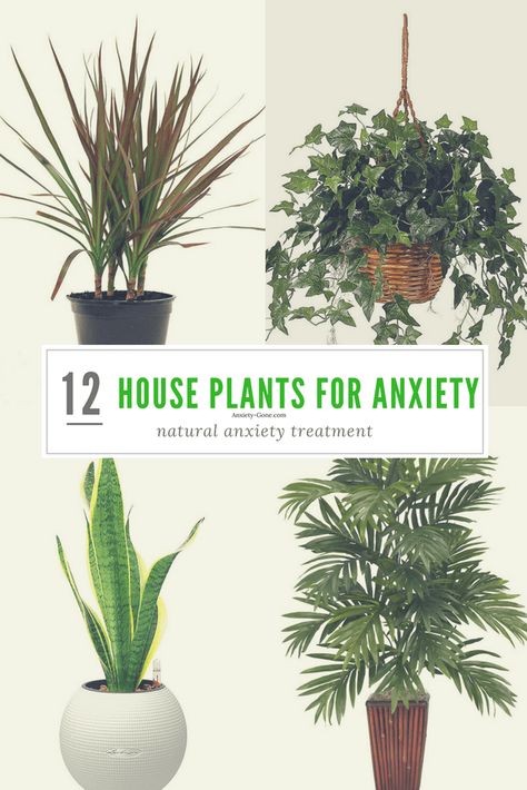 Healing Plants Indoor, Plants That Don’t Need A Lot Of Light, Best Indoor Plants For Health, Bedroom House Plants, Climbing House Plants, Calming Plants, Low Maintenance Indoor Plants, Garden Cactus, Easy House Plants