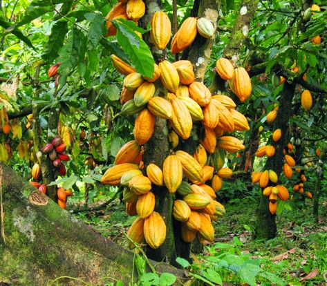 Cash Crops, Cocoa Plant, Chocolate Tree, Bulk Herbs, Cacao Beans, Mini Farm, Theobroma Cacao, Fruit Plants, Exotic Fruit