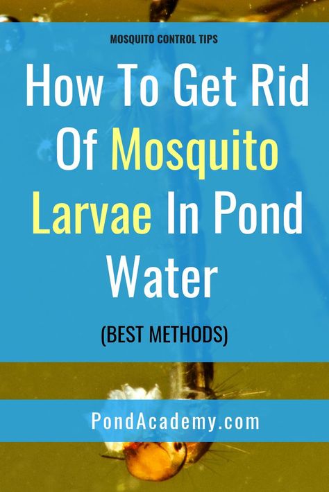 Kill Mosquito Larvae, Pond Building, Aqua Garden, Tortoise Food, Backyard Ponds, Mosquito Larvae, Pond Aerator, Pond Cleaning, Garden Ponds