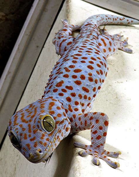 Tokay Gecko, Colorful Lizards, Baby Skunks, Sumatran Tiger, Reptile Skin, Cute Reptiles, Komodo Dragon, Cartoon Monsters, Chameleons