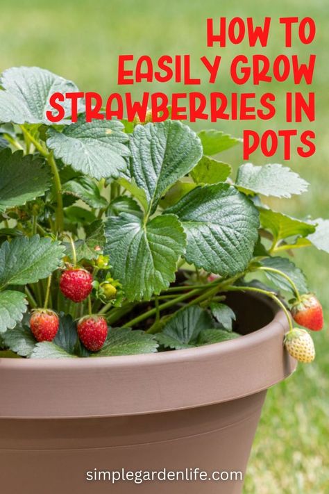 How To Easily Grow Strawberries In Pots by simplegardenlife.com Blossom End Rot Tomatoes, Container Strawberries, Strawberries In Pots, Potted Strawberry Plants, Planting Strawberries, Growing Strawberries In Containers, Strawberries In Containers, Grow Strawberries, Strawberry Beds